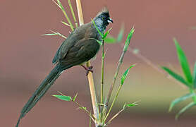 Red-backed Mousebird