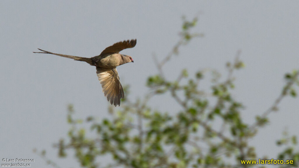 Blue-naped Mousebird