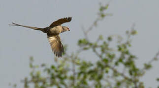 Blue-naped Mousebird