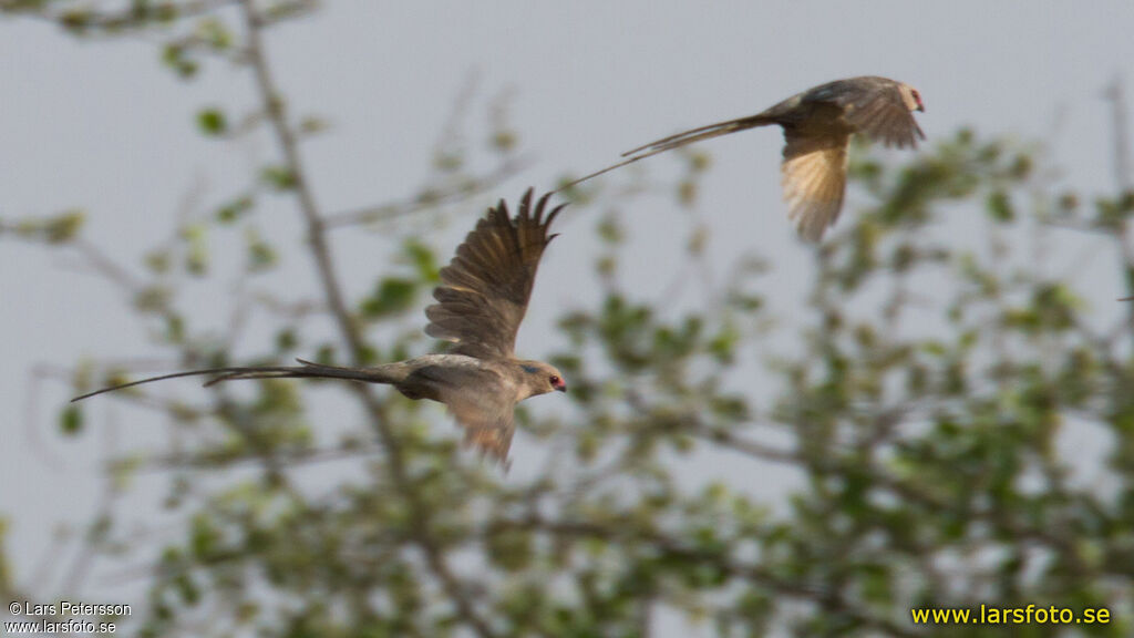 Blue-naped Mousebird