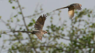 Blue-naped Mousebird