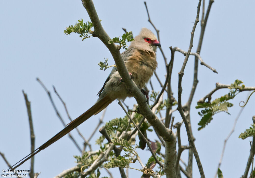 Red-faced Mousebird