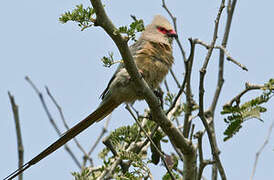 Red-faced Mousebird