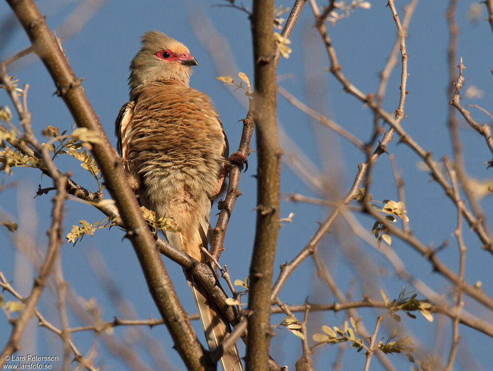 Red-faced Mousebird