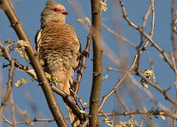 Red-faced Mousebird