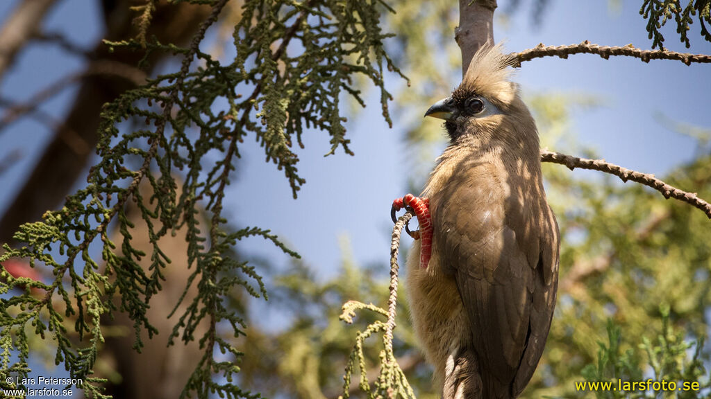 Speckled Mousebird