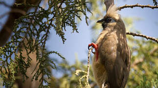 Speckled Mousebird