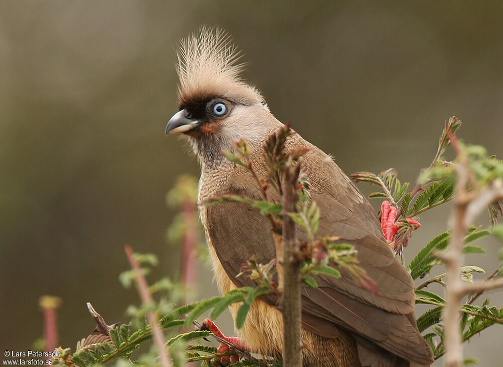 Speckled Mousebird