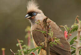 Speckled Mousebird