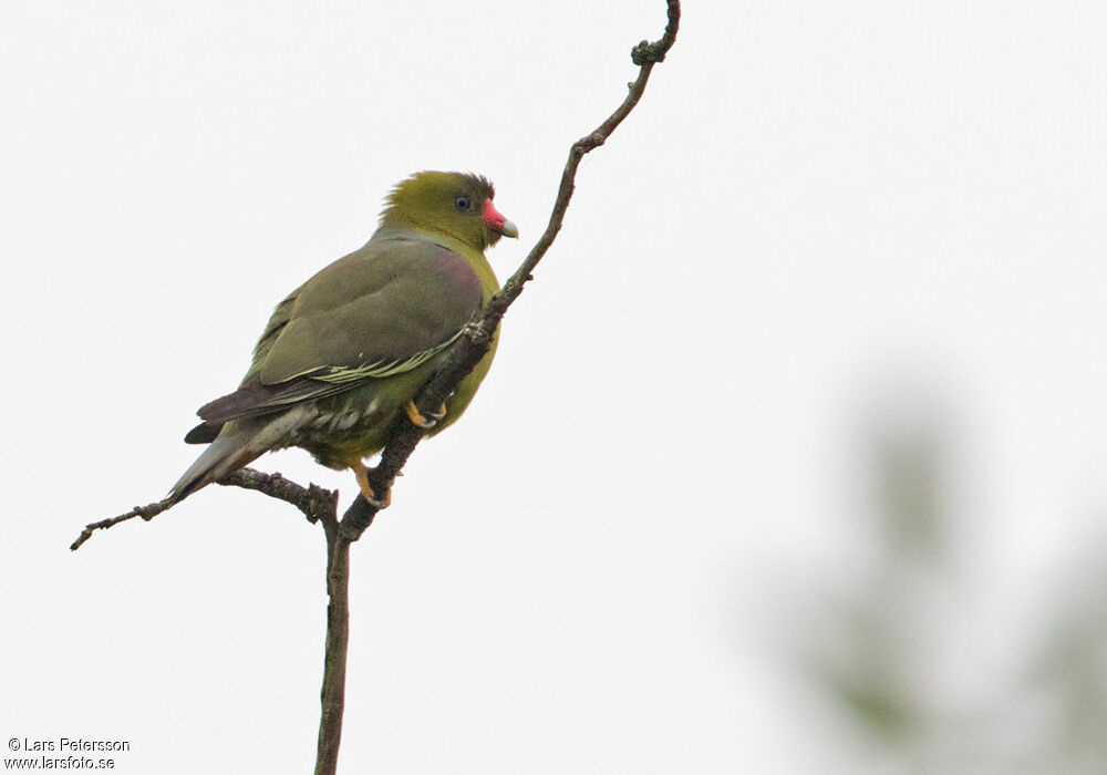 African Green Pigeon