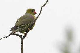 African Green Pigeon