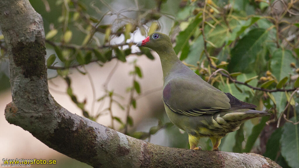 African Green Pigeon