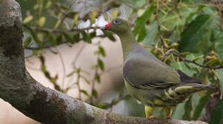 African Green Pigeon