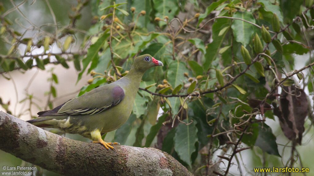 African Green Pigeon