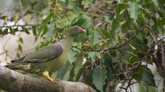 African Green Pigeon