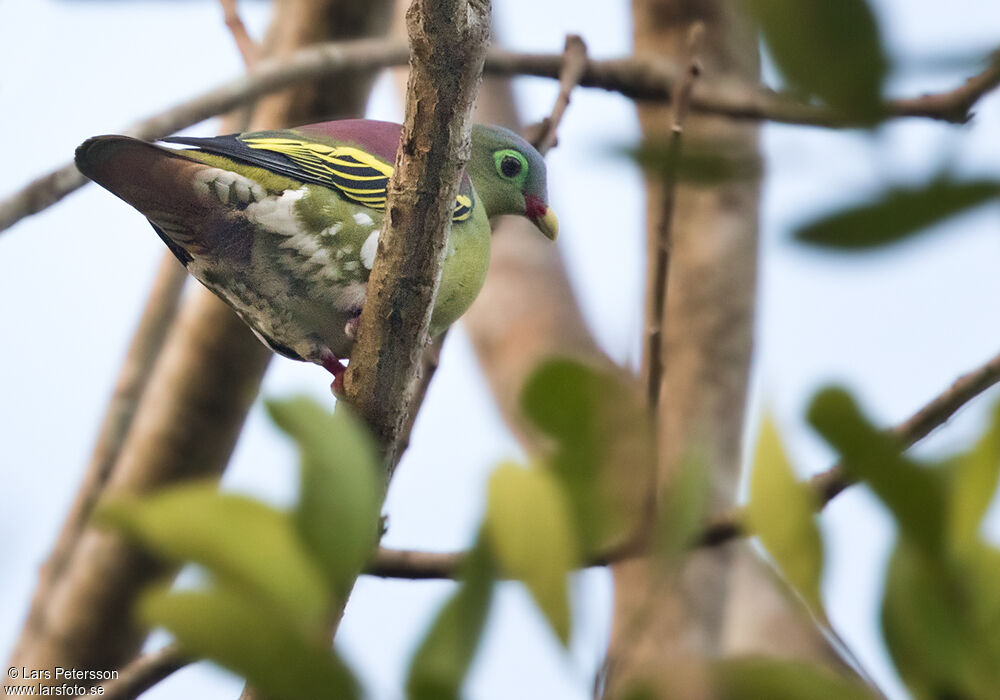 Thick-billed Green Pigeon