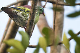 Thick-billed Green Pigeon