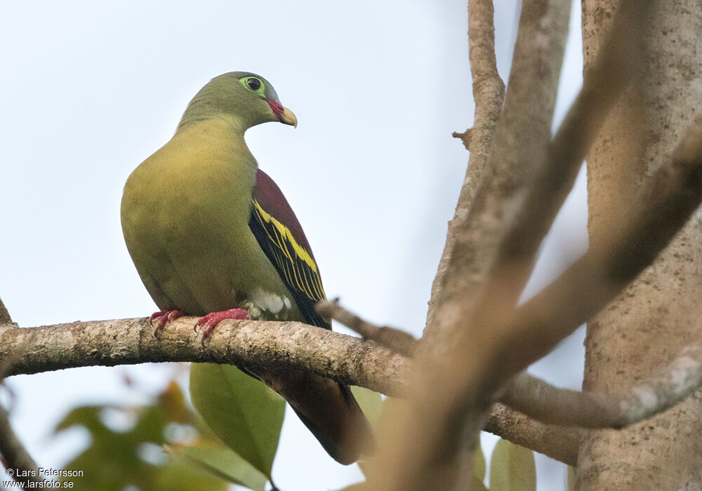 Thick-billed Green Pigeon