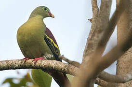 Thick-billed Green Pigeon