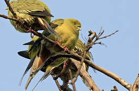 Pin-tailed Green Pigeon