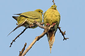 Pin-tailed Green Pigeon