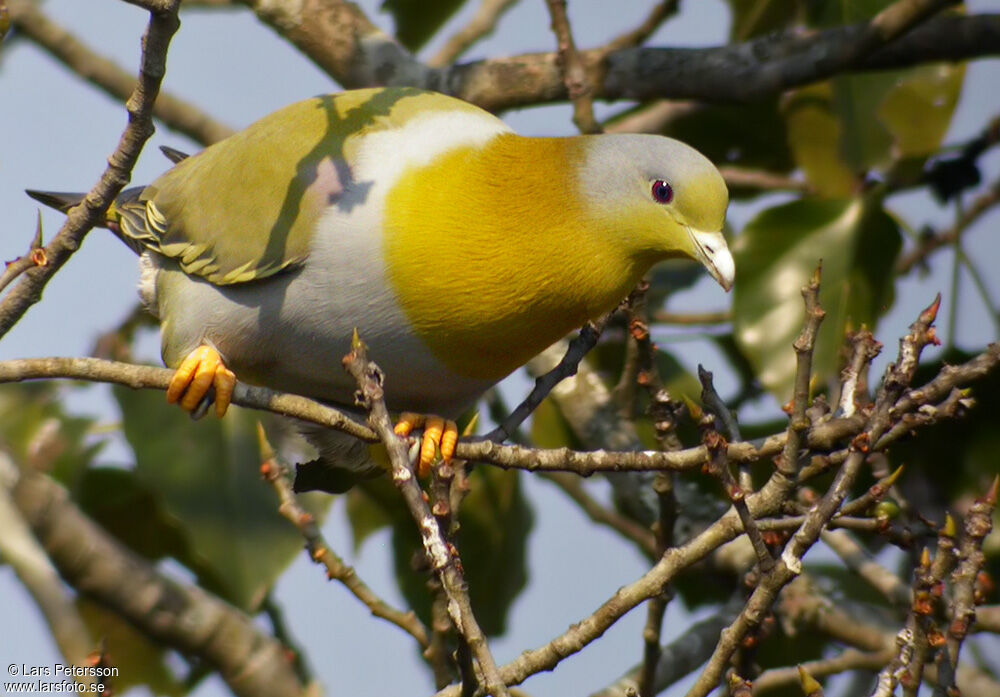 Yellow-footed Green Pigeon