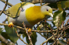 Yellow-footed Green Pigeon