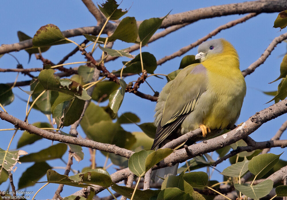 Yellow-footed Green Pigeon