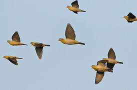 Yellow-footed Green Pigeon