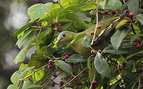 Flores Green Pigeon