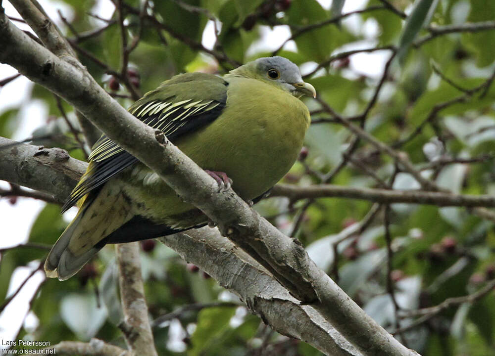 Colombar de Florès, identification