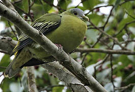 Flores Green Pigeon