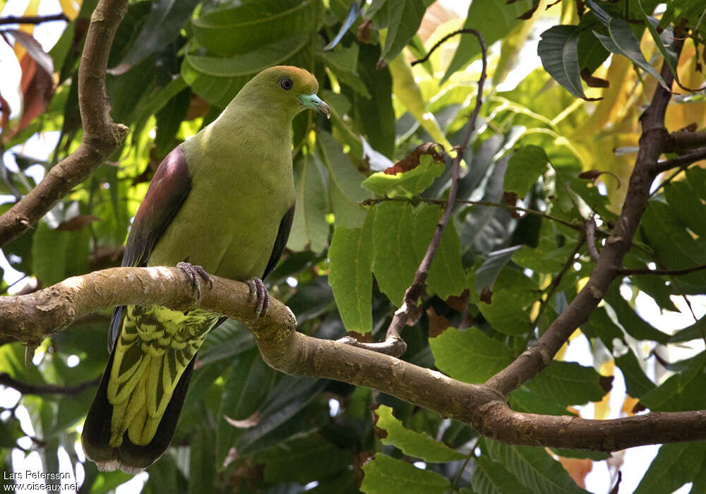 Whistling Green Pigeonadult