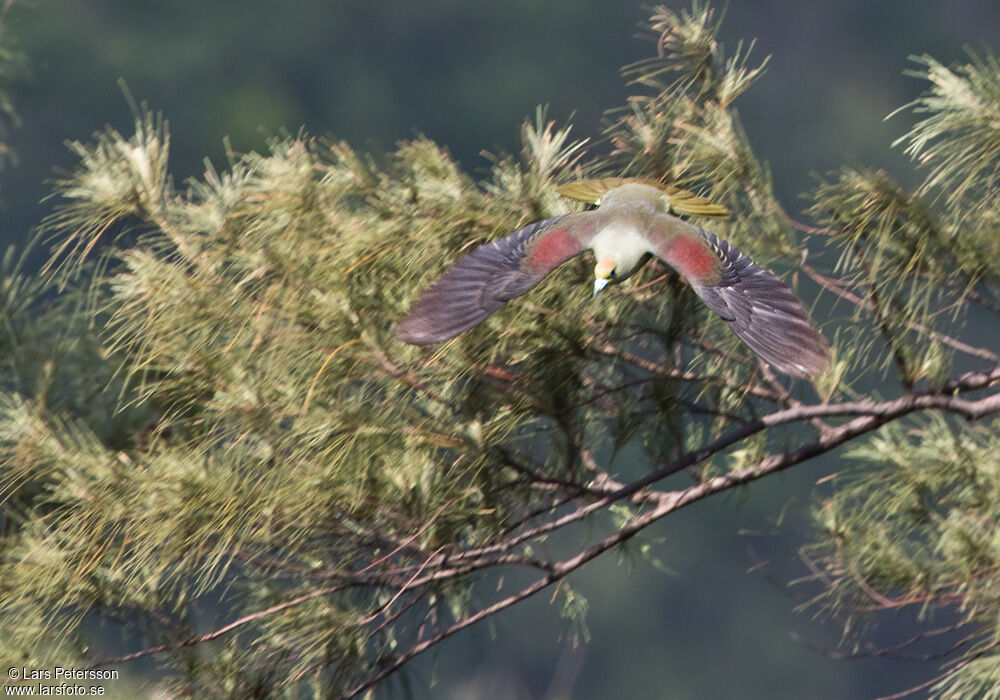 Whistling Green Pigeon