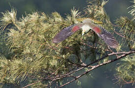 Taiwan Green Pigeon