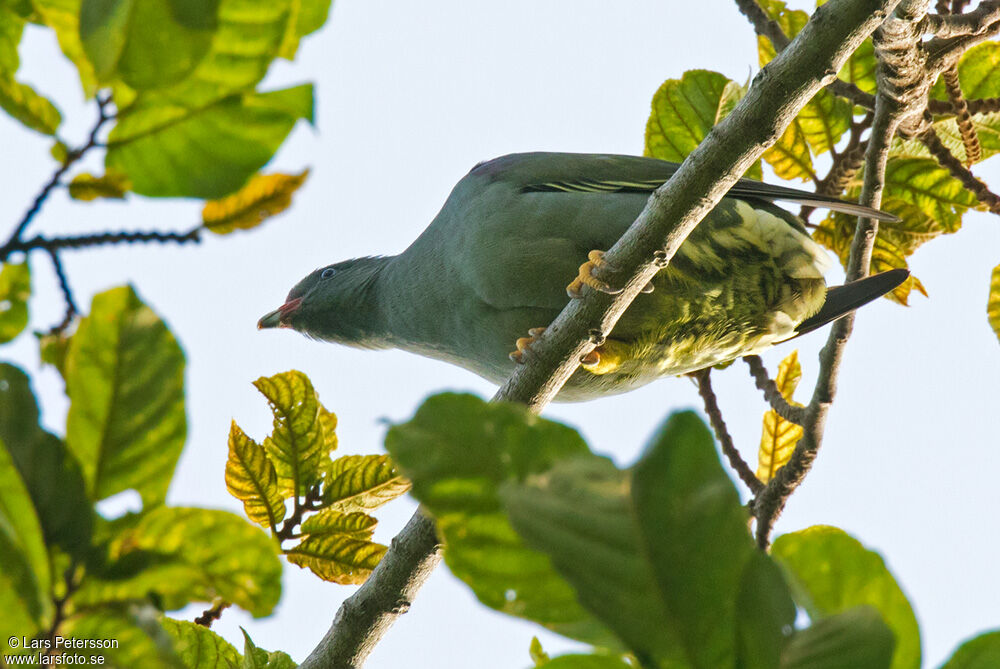 Pemba Green Pigeon