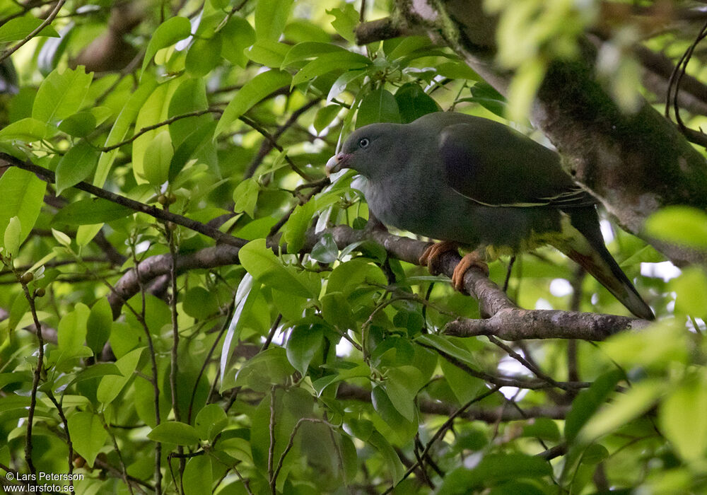 Colombar de Sao Tomé