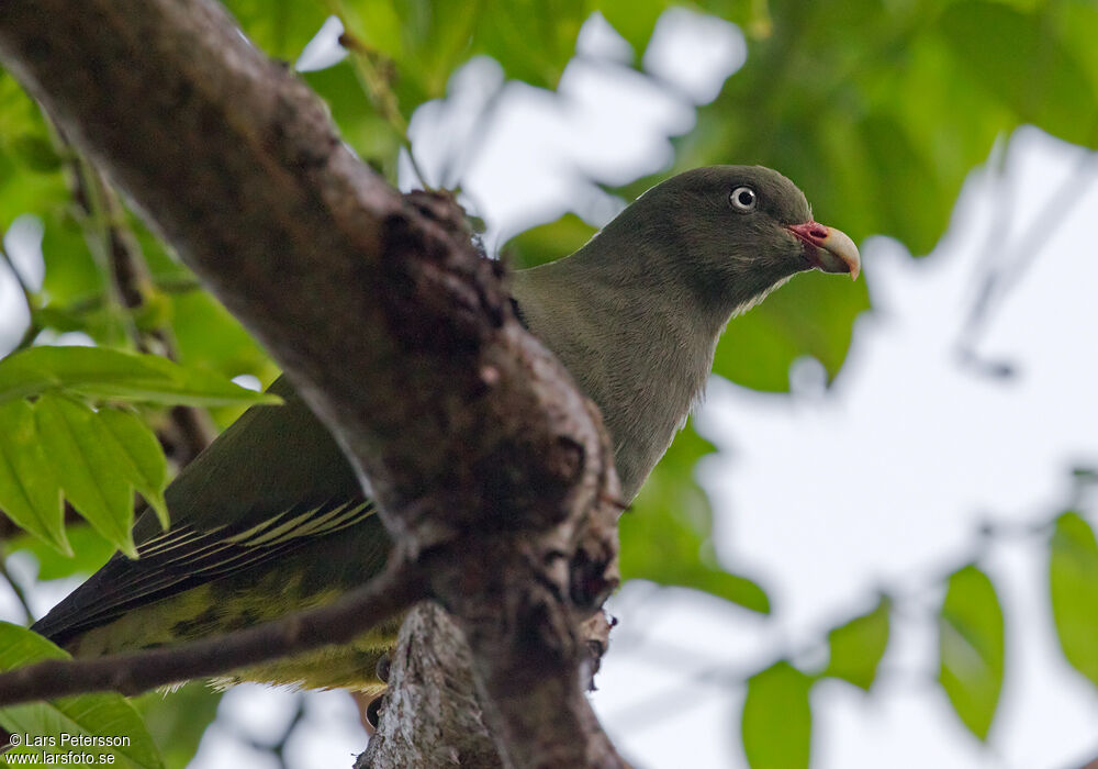 Sao Tome Green Pigeon