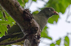 Sao Tome Green Pigeon