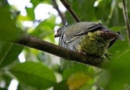 Sao Tome Green Pigeon