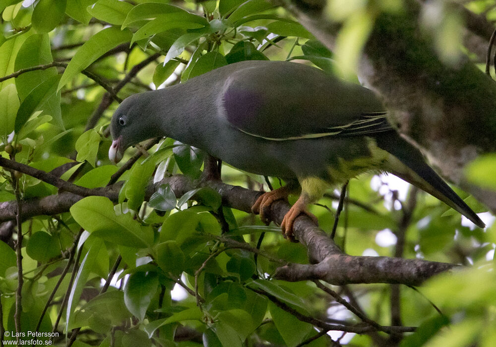 Sao Tome Green Pigeon