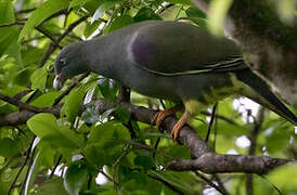 Sao Tome Green Pigeon