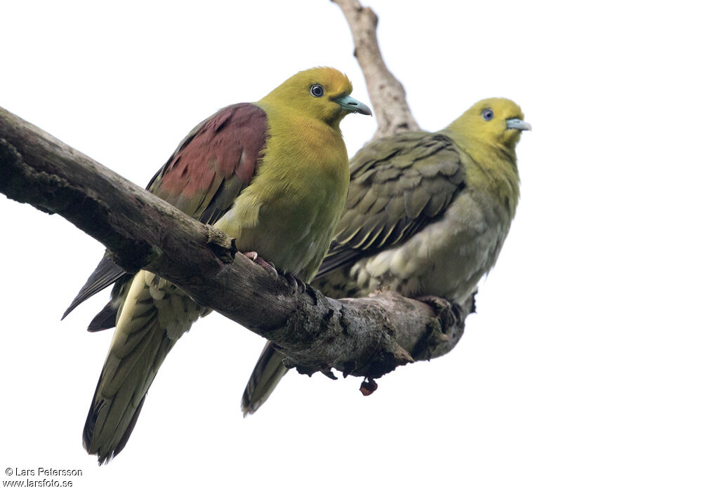 White-bellied Green Pigeon