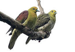 White-bellied Green Pigeon