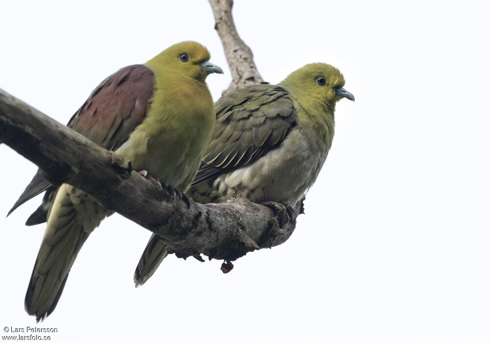 White-bellied Green Pigeon