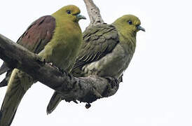 White-bellied Green Pigeon