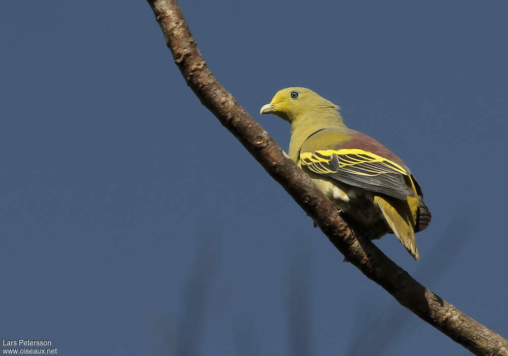 Sumba Green Pigeonadult