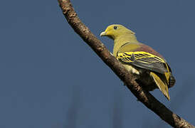 Sumba Green Pigeon