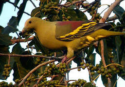 Andaman Green Pigeon