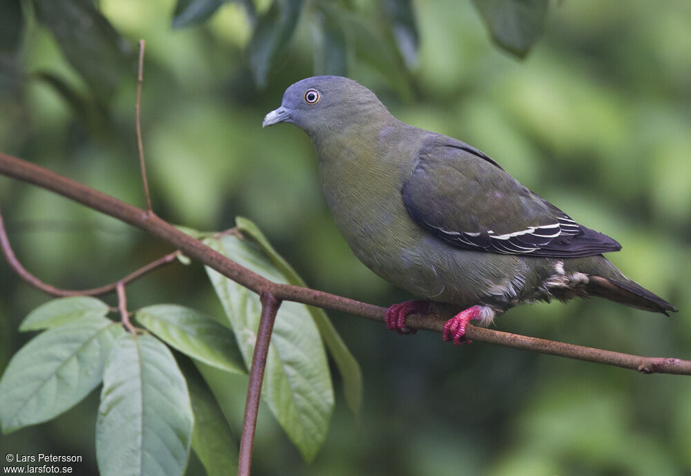 Little Green Pigeon